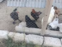 براهما — الصورة 7