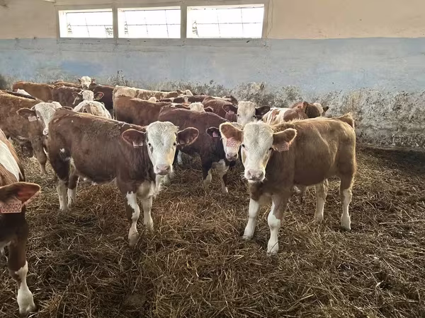 Bik, Simmental cattle
