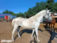 Kůň, Koně — foto 5