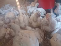 Chickens — 1. fotó