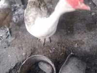 Domestic Muscovy — foto 1
