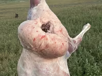 Schaf, Edilbay sheep — Foto 3