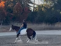 Kuda jantan, American paint horse — foto 6