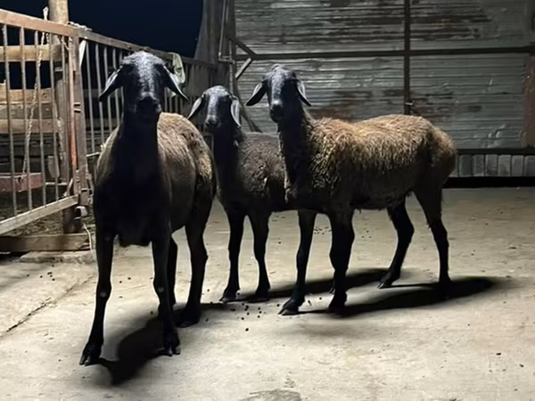 Ovce, Hissar sheep — Kyrgyzstán