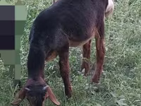 Billy Goat, Goats — photo 4