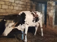 Lembu betina, Holstein breed — foto 4