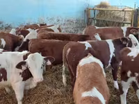 Bik, Simmental cattle — fotografija 3