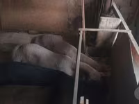 የጎትት አውራ በግ, Sheep — ፎቶ 4