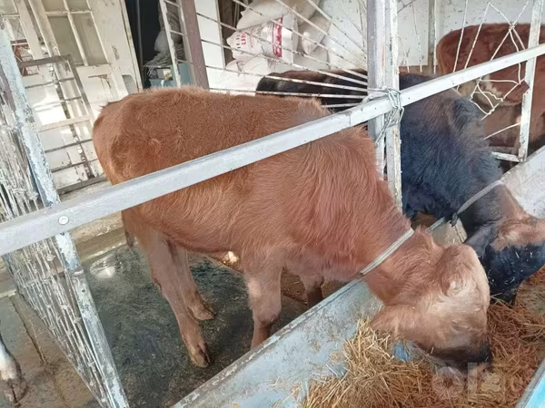 Toro, Bovini