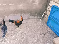 Chickens — fotografija 1