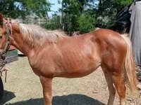 Caballo, Caballos — foto 1
