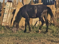Hengst, Pferde — Foto 2