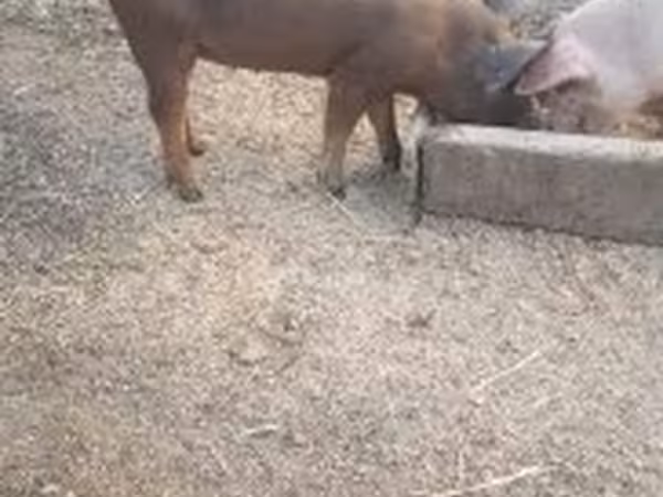 Babi hutan, Дюрок