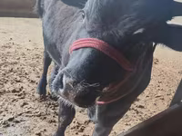 Buğa, Simmental cattle — foto 5