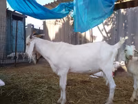 Buk, Saanen goat — foto 7