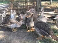 Ducks — الصورة 1