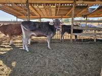 Krava, Swiss cattle — foto 6