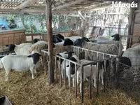 میش, Dorper sheep — عکس 2