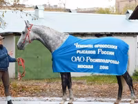 Cavallo, Orlov Trotter — foto 2