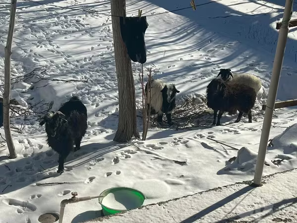 ፍየል, Goats