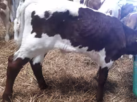 Bulle, Simmental cattle — Foto 3