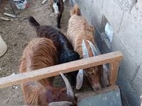 Koza, Kozy — foto 1