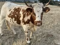 گاو ماده, گاو کستای — عکس 2