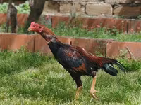 Bantam japonez — foto 8