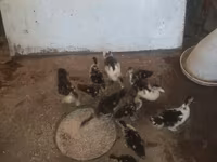 Ducks — sawirka 2