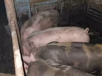 Doofaar lab, Pigs — sawirka 1