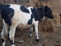 گاو نر, Russian Black pied cattle — عکس 4