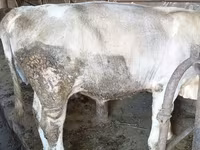 सांड, Swiss cattle — फ़ोटो 4
