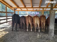 گاو ماده, Simmental cattle — عکس 2