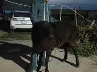 Qoç, Karakul sheep — foto 3