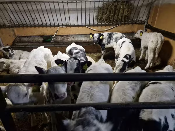 Bovinos (lote, sexo não especificado), Russian Black pied cattle