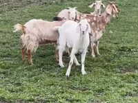 Koza, Nubian Goat — foto 1