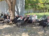 Turkeys — foto 3