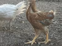 Chickens — عکس 6