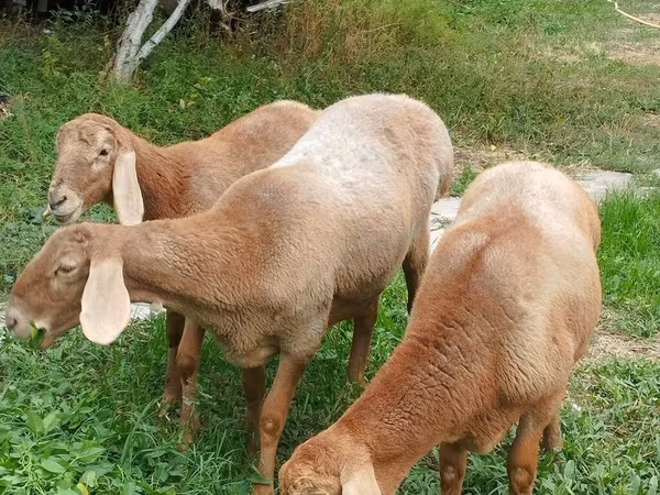 Хонь, Arashan sheep