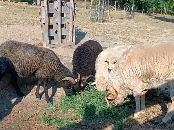 Ram, Sheep — Hungary