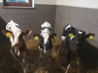 ወንድ በሬ, Cattle — ፎቶ 1