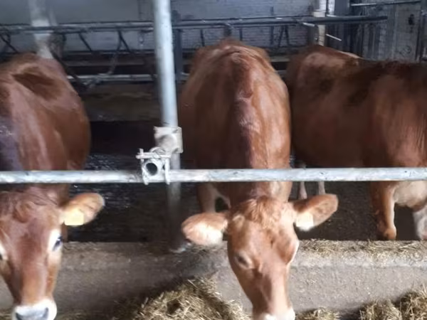 Cow, Jersey breed — Russia
