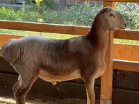 Beran, Arashan sheep — foto 2