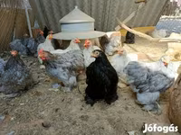 Pekinška bantam — fotografija 3