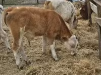 Toro, Simmental cattle — foto 7