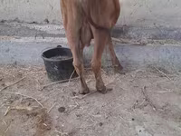 گاو و گوساله (گروه، جنسیت مشخص نشده), گاو — عکس 3