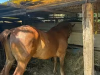 Égua, Cavalos — foto 2