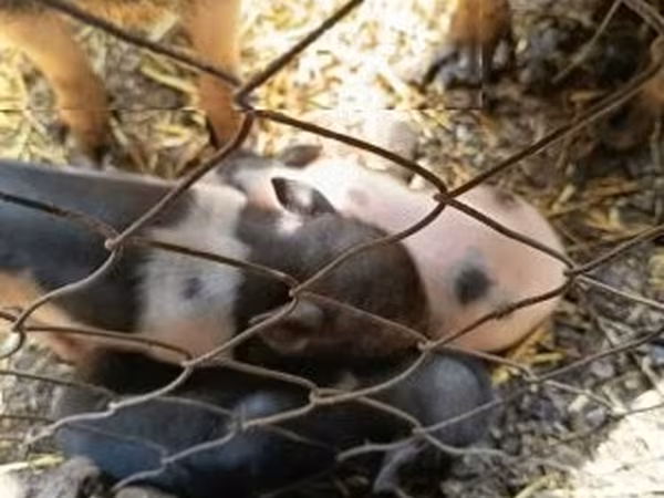 Pigs (batch, sex not specified),  — Hungary