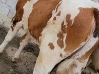 Kuh, Simmental cattle — Foto 8