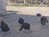 Norfolk Negro — foto 5